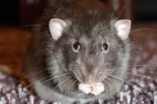 Ratos invadem cidade do RS e moradores em pânico dizem que não podem nem abrir as janelas