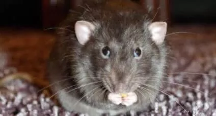 Ratos invadem cidade do RS e moradores em pânico dizem que não podem nem abrir as janelas