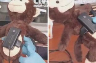 Espertalhão coloca a tornozeleira em bichinho de pelúcia, foge, mas acaba preso dois anos depois