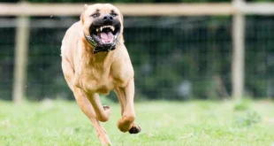 Vale mais um cachorro amigo: pitbull evita execução de dona