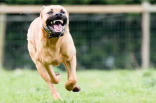 Vale mais um cachorro amigo: pitbull evita execução de dona