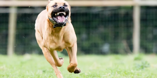 Vale mais um cachorro amigo: pitbull evita execução de dona