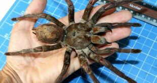 Monstros da floresta: maior aranha do mundo é um tipo de tarântula que vive na Amazônia