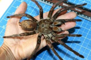 Monstros da floresta: maior aranha do mundo é um tipo de tarântula que vive na Amazônia