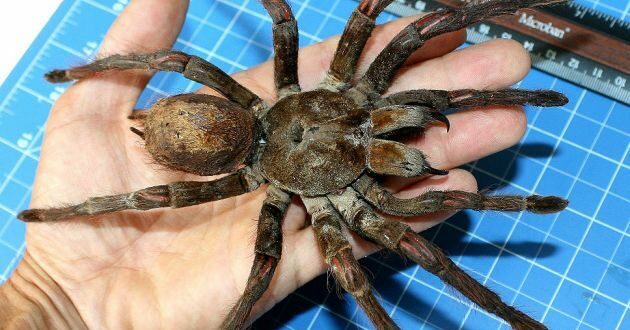 Monstros da floresta: maior aranha do mundo é um tipo de tarântula que vive na Amazônia