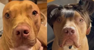 Conheça Merlin, o cãoreca que "fez implante" para esconder a calvície