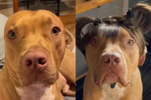 Conheça Merlin, o cãoreca que "fez implante" para esconder a calvície