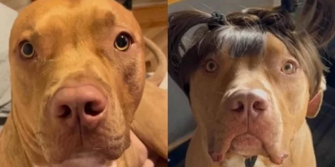 Conheça Merlin, o cãoreca que "fez implante" para esconder a calvície