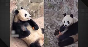 Inteligência animal: urso panda ‘sequestra’ celular e só devolve após negociação com cenouras
