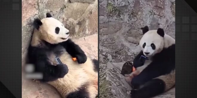 Inteligência animal: urso panda ‘sequestra’ celular e só devolve após negociação com cenouras