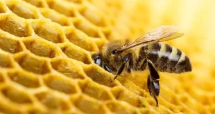 Inteligência animal: cientistas descobrem que abelhas podem resolver contas simples de matemática