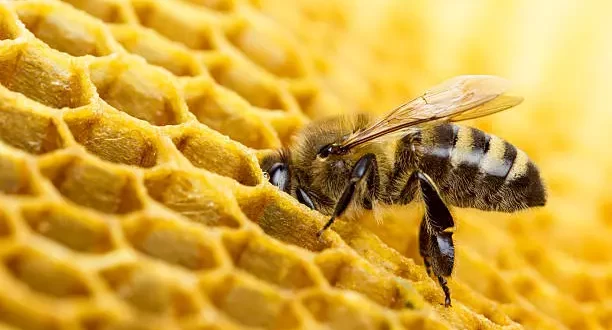 Inteligência animal: cientistas descobrem que abelhas podem resolver contas simples de matemática