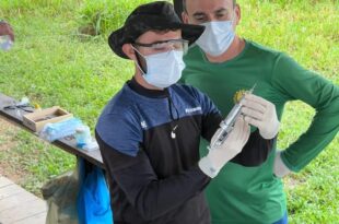 Acre atinge 94,2% de cobertura e vira destaque nacional na vacinação contra a brucelose