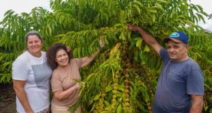 Programa da ABDI eleva renda de cafeicultores em 80% e impulsiona inclusão social no Vale do Juruá
