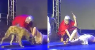 Cachorro invade palco durante apresentação da Paixão de Cristo para “salvar” Jesus