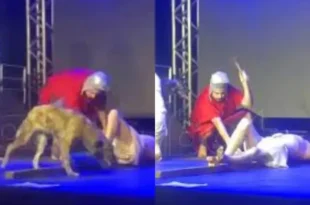 Cachorro invade palco durante apresentação da Paixão de Cristo para “salvar” Jesus