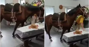 Amor animal: égua relincha ao ver tutor em caixão e emociona família durante velório