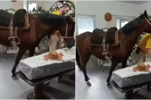 Amor animal: égua relincha ao ver tutor em caixão e emociona família durante velório