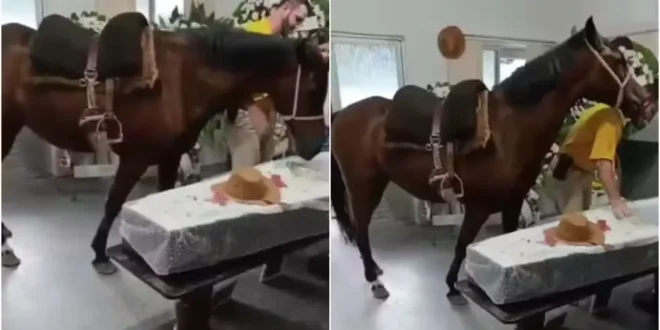 Amor animal: égua relincha ao ver tutor em caixão e emociona família durante velório