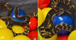 Jararaca é encontrada em piscina de bolinhas de restaurante em SP