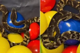 Jararaca é encontrada em piscina de bolinhas de restaurante em SP