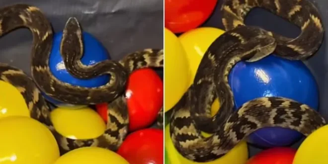 Jararaca é encontrada em piscina de bolinhas de restaurante em SP