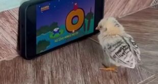 Pintinhos viciados em celular assistem desenho e viralizam na web