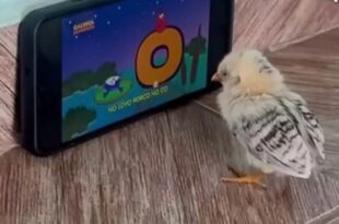 Pintinhos viciados em celular assistem desenho e viralizam na web