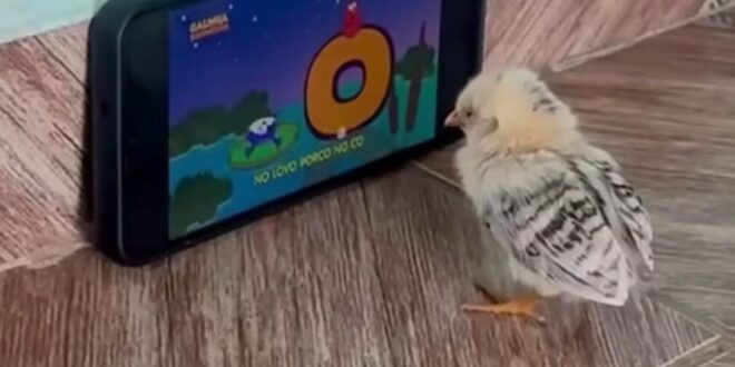 Pintinhos viciados em celular assistem desenho e viralizam na web