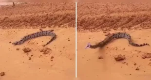 Jiboia ataca carro em estrada e assusta passageiros