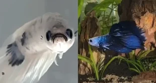 Deprimido? Peixe betta branco muda de cor após sair da adoção e ganhar novo lar