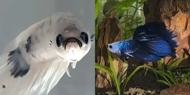 Deprimido? Peixe betta branco muda de cor após sair da adoção e ganhar novo lar