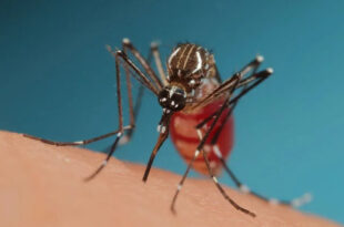 Alerta: confundida com dengue, febre amarela já causou 3 mortes este ano