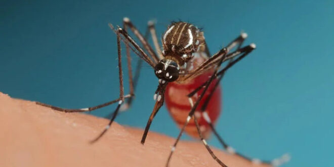 Alerta: confundida com dengue, febre amarela já causou 3 mortes este ano