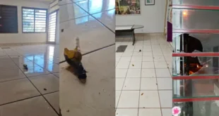 É esse o povo que quer pacificação: sede do PT é atacada com artefato explosivo