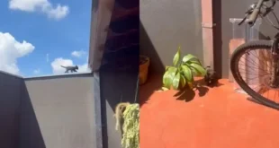 Inteligência animal: gato usa calha como escorregador e viraliza