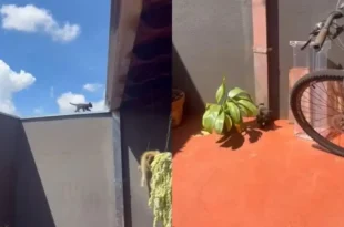 Inteligência animal: gato usa calha como escorregador e viraliza