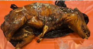 Bagagem inusitada: homem é parado na alfândega com porco na mala