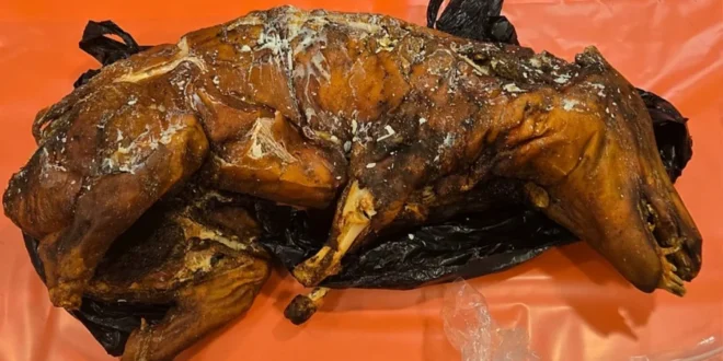 Bagagem inusitada: homem é parado na alfândega com porco na mala