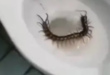 Surpresa desagradável: turista encontra lacraia de quase 30 cm em vaso sanitário de hotel