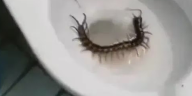 Surpresa desagradável: turista encontra lacraia de quase 30 cm em vaso sanitário de hotel