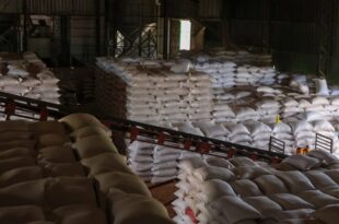 Recorde na produção de milho: armazéns da Cageacre operam com capacidade máxima no interior do estado