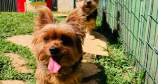 Eles sentem tudo: como a ansiedade dos tutores afeta os pets