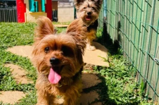 Eles sentem tudo: como a ansiedade dos tutores afeta os pets