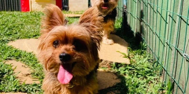 Eles sentem tudo: como a ansiedade dos tutores afeta os pets