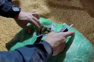 Droga escondida em carga de soja que saiu do Acre é apreendida em Porto Velho- RO