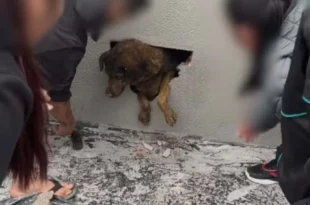 Maldade humana: cadela é achada viva em parede concretada após 10 dias desaparecida