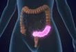 Bem Viver: 4 regras obrigatórias para proteger o intestino ao tomar antibióticos