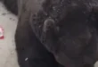 Inteligência animal: urso em zoológico abre garrafa de Coca-Cola sozinho e bebe todo o conteúdo