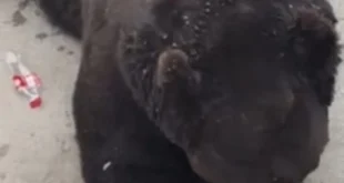 Inteligência animal: urso em zoológico abre garrafa de Coca-Cola sozinho e bebe todo o conteúdo